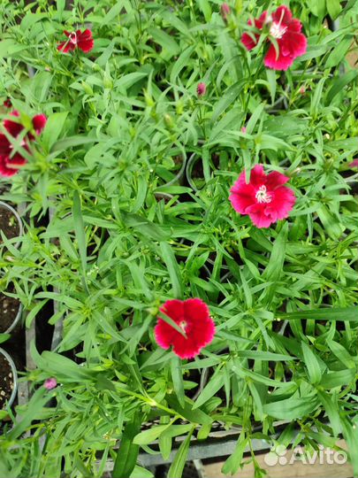 Рассада цветов, овощи