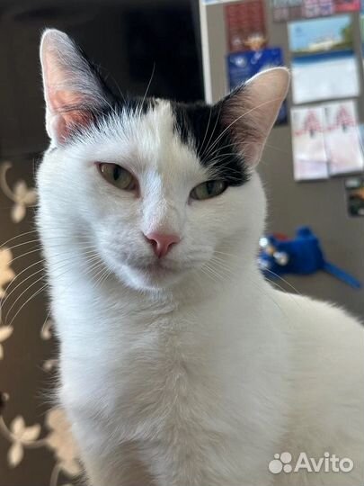 Котята в добрые руки бесплатно