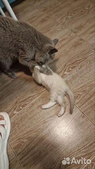 Уникальный бело-дымчатый котенок