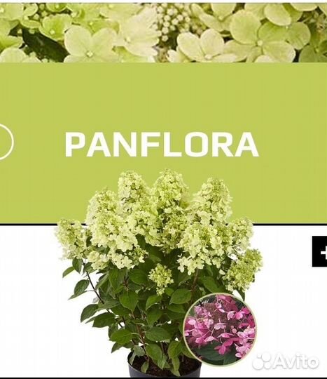 Гортензия Бабл Гам, Литл Спуки, Пан