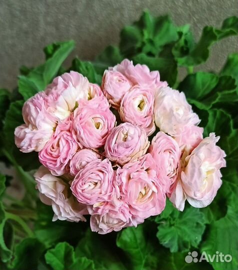 Пеларгония герань