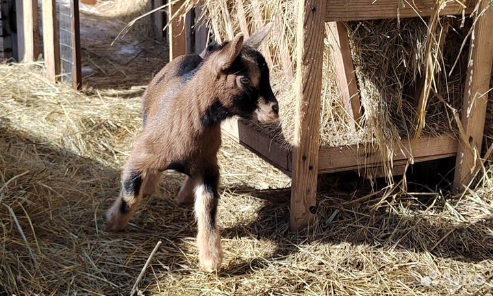 Камерунские карликовые козлятки