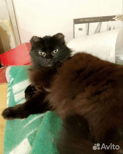 Кошечка ждет своих хозяев