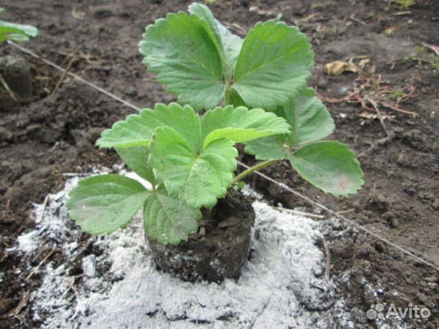 Зола древесная