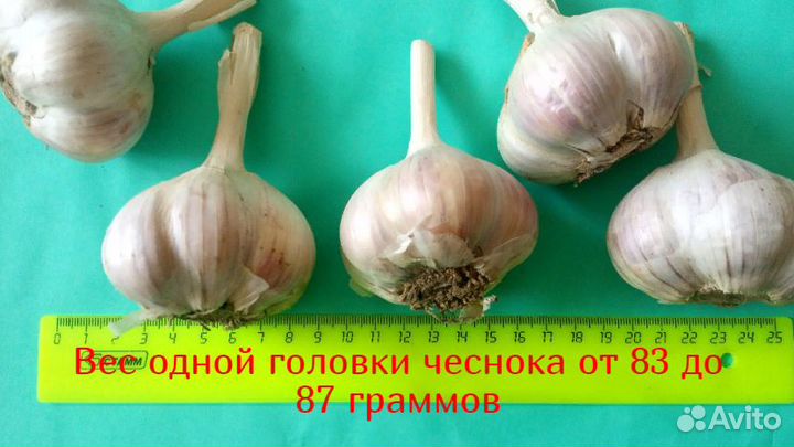 Чеснок озимый семенной для посадки
