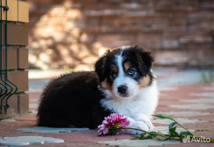 Щенки Австралийской овчарки