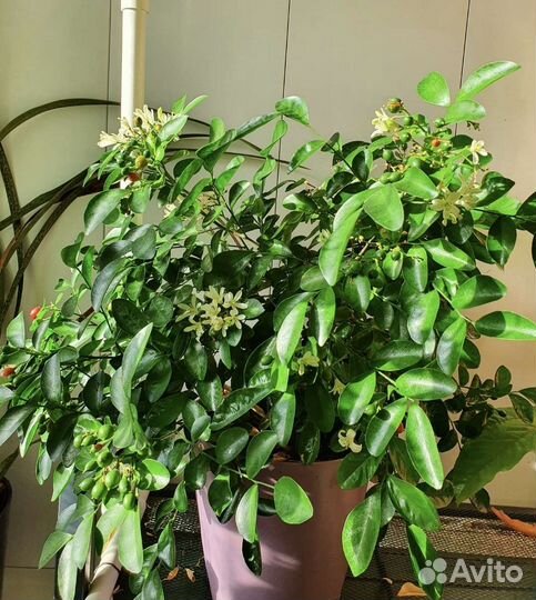 Мурайя метельчатая