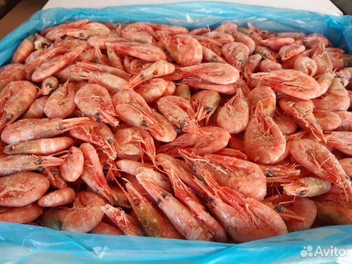 Креветка северная 90/120