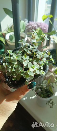 Каллизия зеленая, традесканция квадриколор