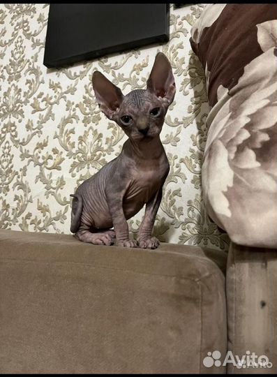 Донской сфинкс