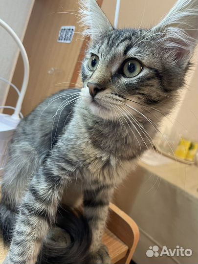 Домашние животные бесплатно кошки