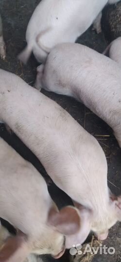 Продаю домашний скот