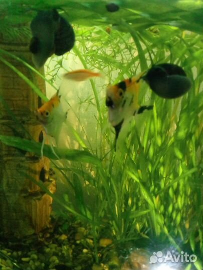 Улитки аквариумные Ампулярии