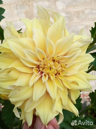 Георгины клубни