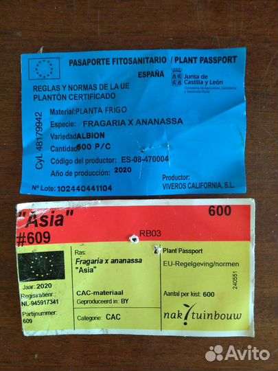 Рассада клубники Альбион, Азия