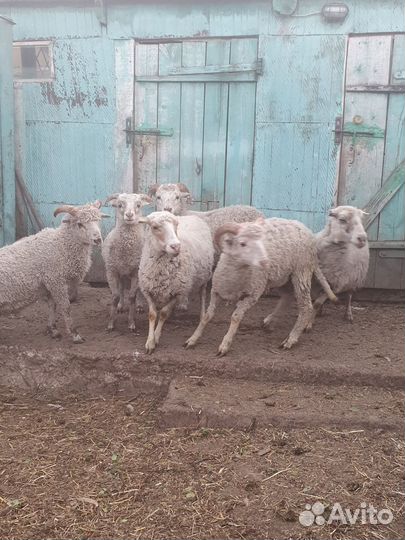 Овцы и бараны