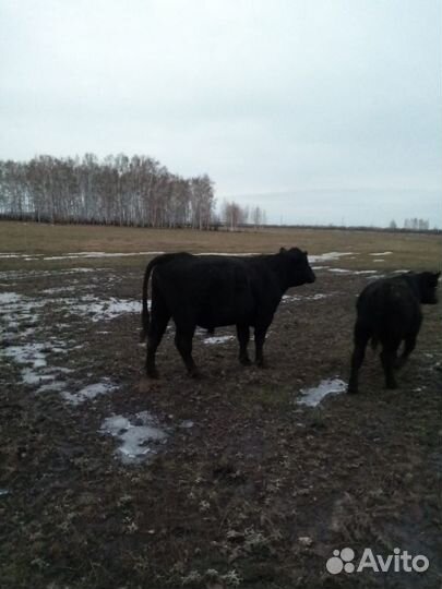 Быки и нетели абердины