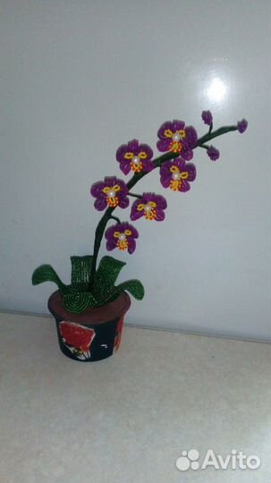 Мини орхидеи