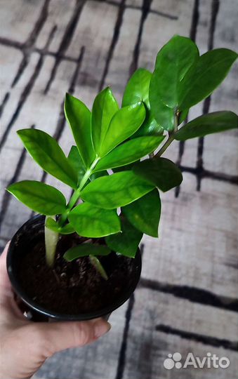 Комнатные цветы