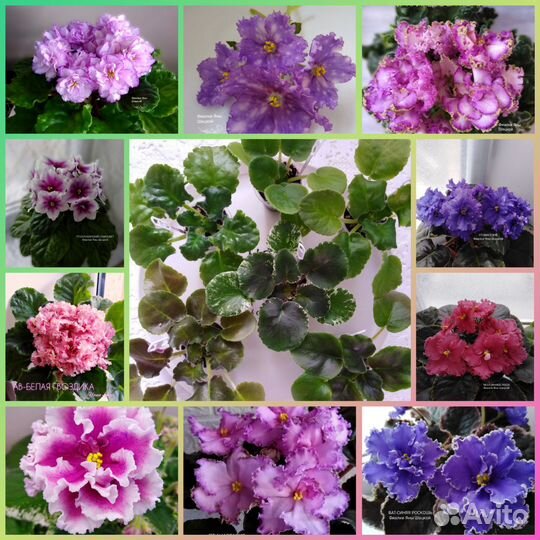 Фиалка сотовая