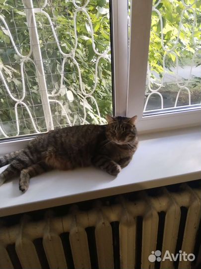 Отдам кота в добрые руки
