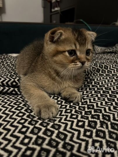 Шотландские вислоухие котята шиншилла