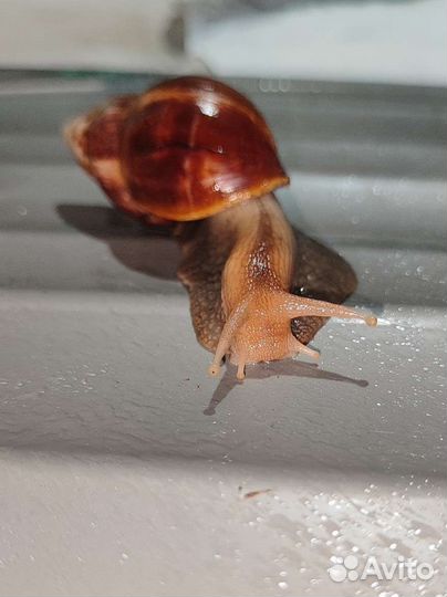 Улитки ахатины