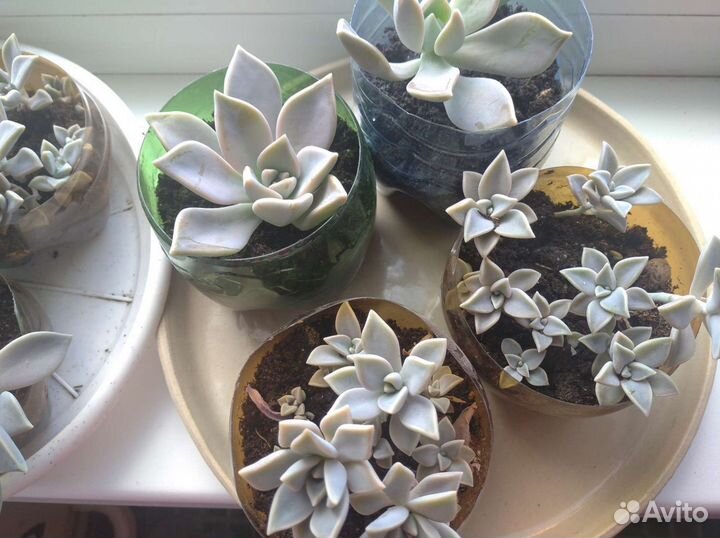 Растения, каменная роза