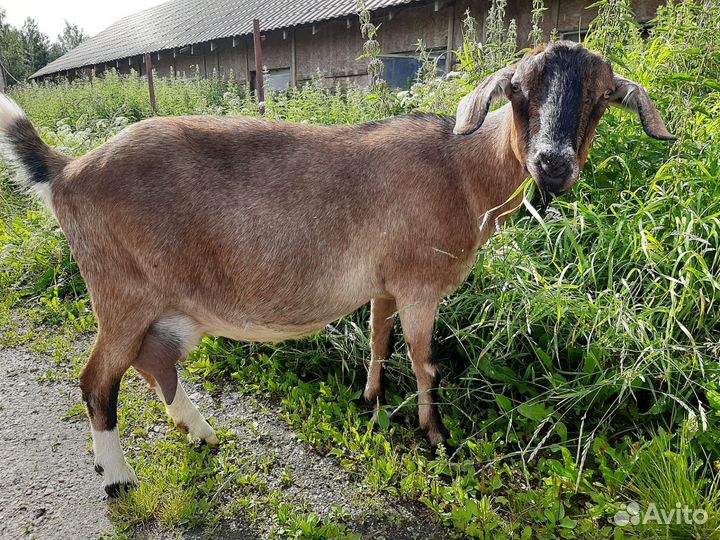 Козел, козы