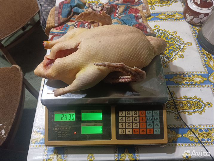 Утки шипуны