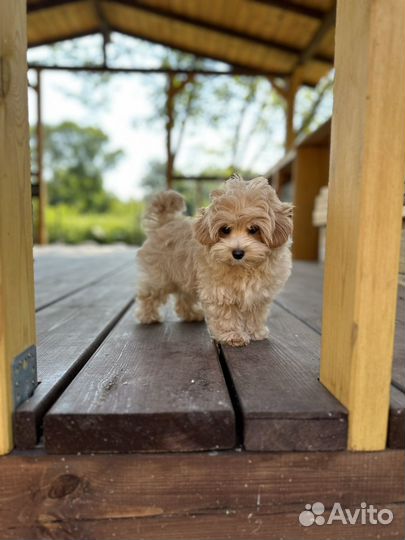 Мальтипу micro мальчик