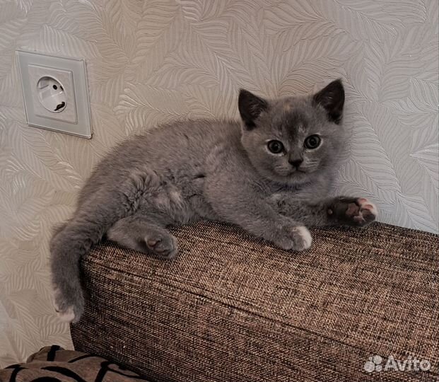 Шотландские прямоухие котята