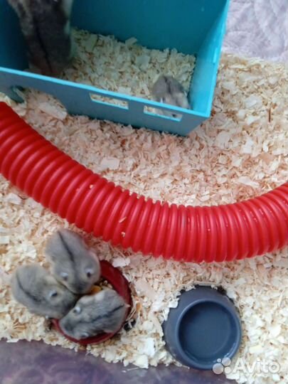 Джунгарские хомячки