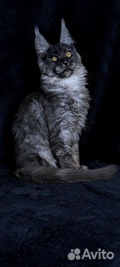 Котята мейн-кун