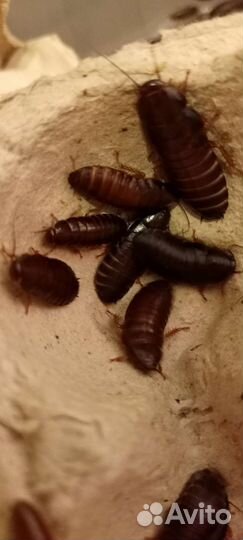 Мраморные тараканы предимаго