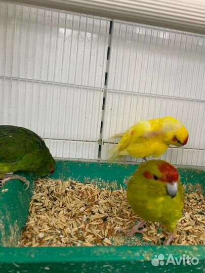 Экзотические птицы-попугай,амадины,кенары
