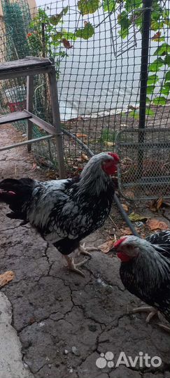 Петух виандот серебро