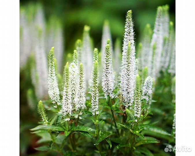 Вероника длиннолистная Schneeriesin