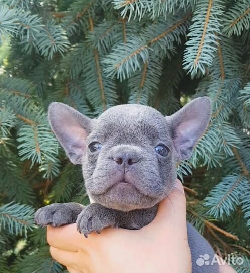 Французики