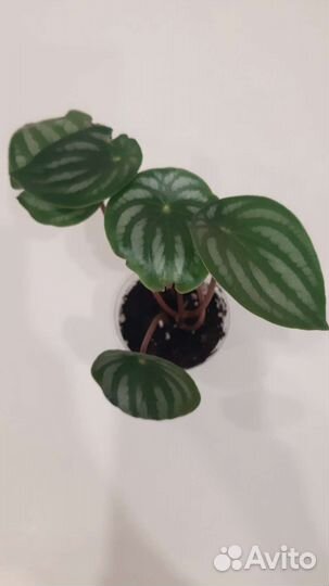 Пеперомия арбузная