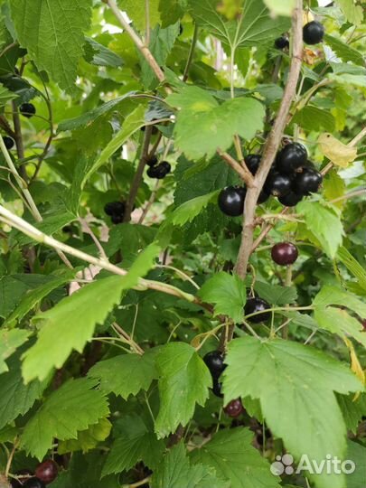 Саженцы смородины черной и красной