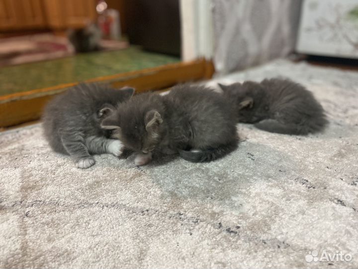 Котята в добрые руки бесплатно