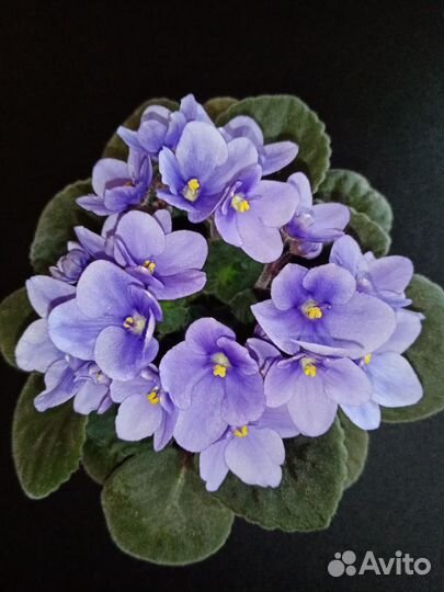 Фиалка цветущая