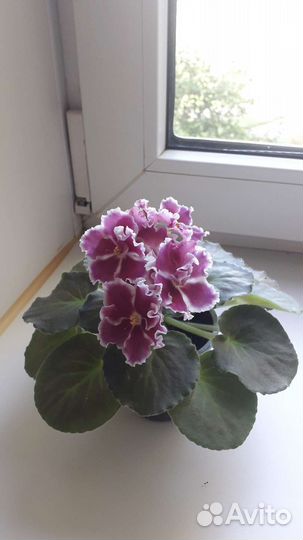 Фиалка в горшках