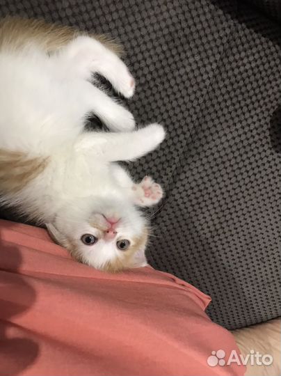 Котенок вислоухий