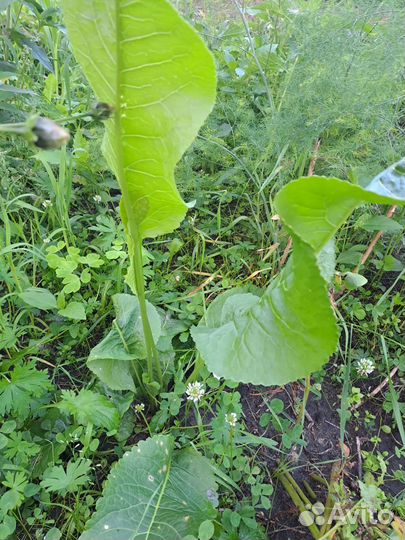 Хрен-корень