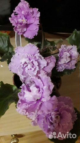 Сортовые фиалки