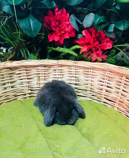 Кролики карликовые мини