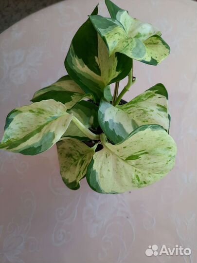 Эпипремнум (сциндапсус)