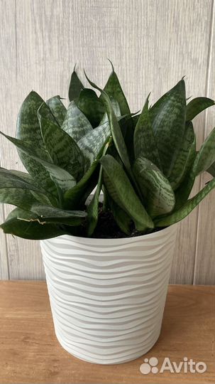 Сансевиерия